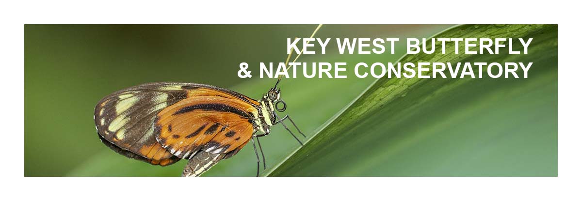 Key Wesy Butterfly & Nature Conservatory