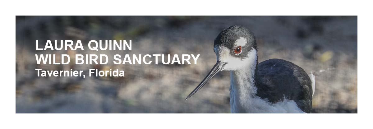 Laura Quinn bird Scanctuary