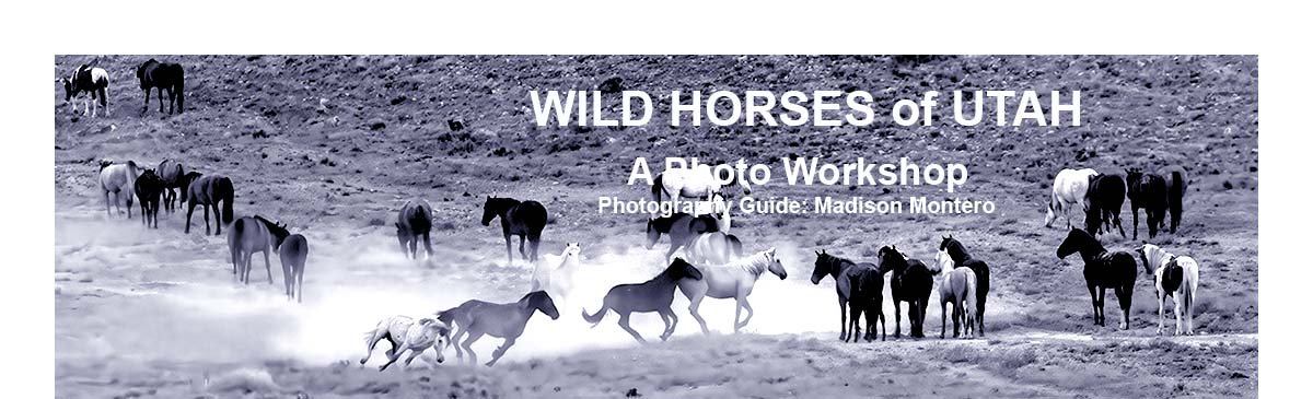 Wild horese of Utah