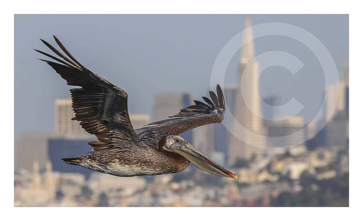 Pelican