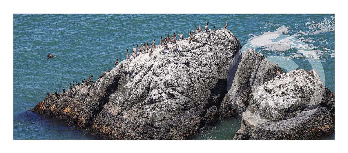Pelican at Home