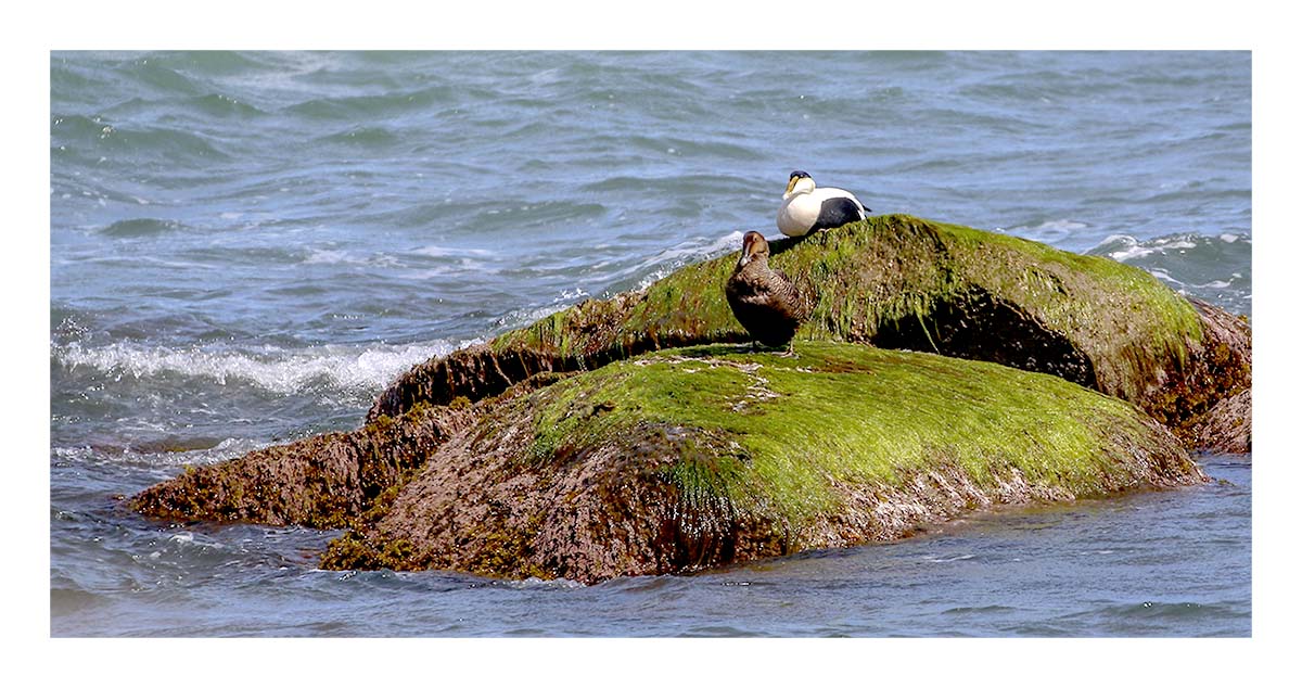 Eider