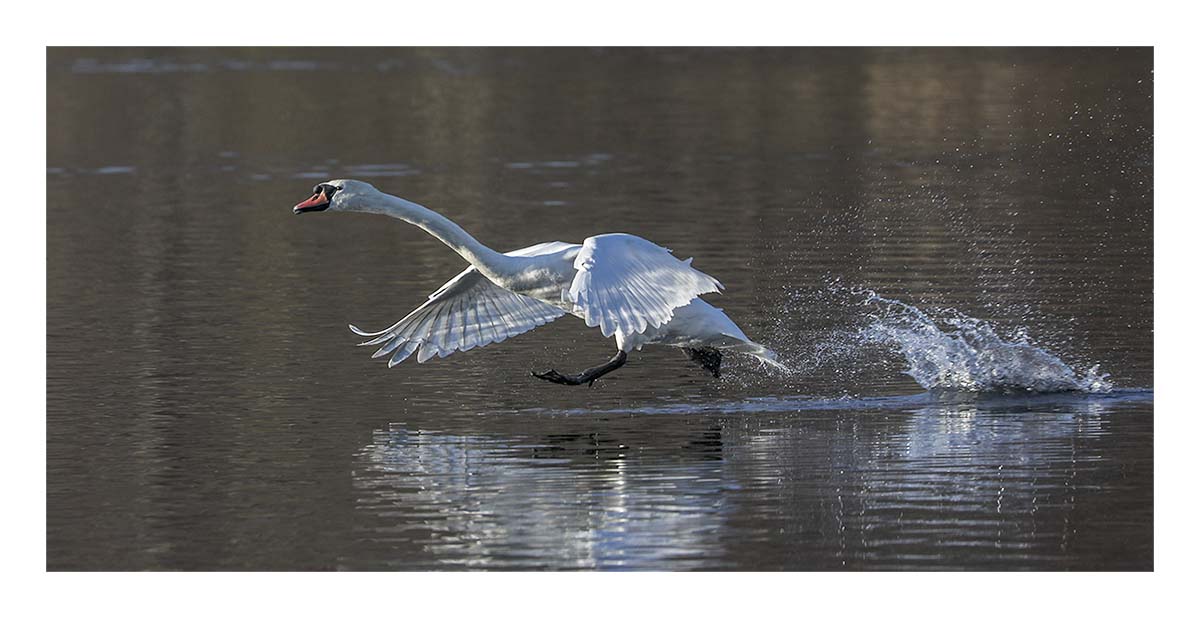 Swan