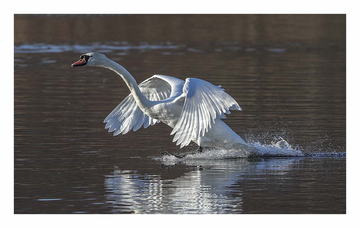 Swan
