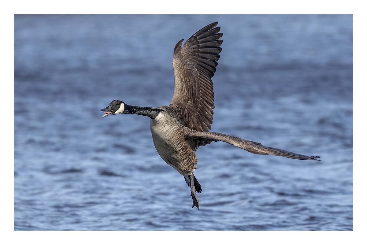 Canada Goose