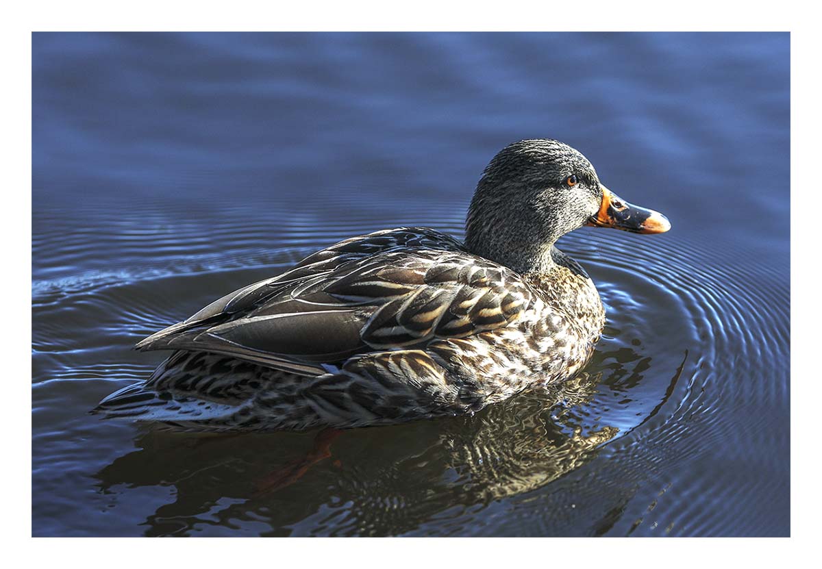 Female Mallard