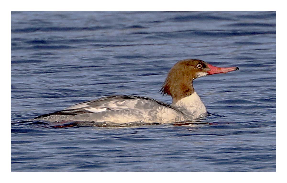 Female Merganser