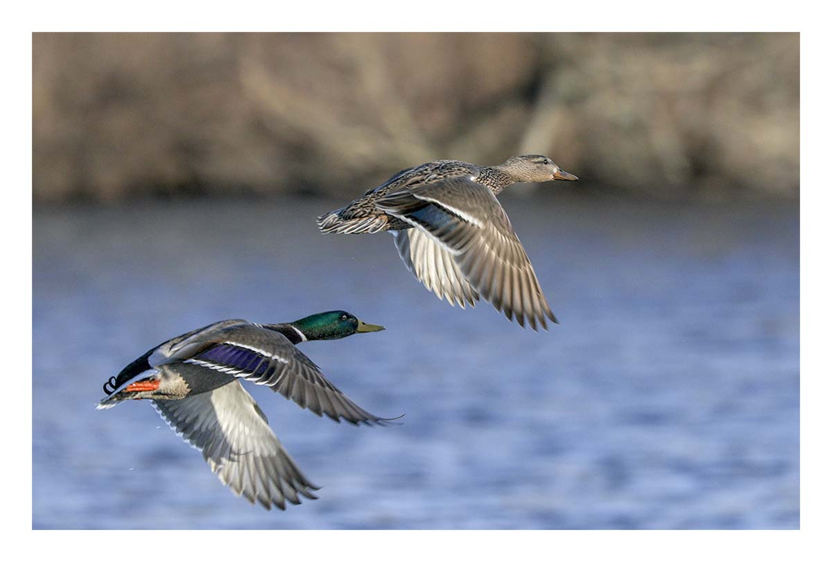 Mallards