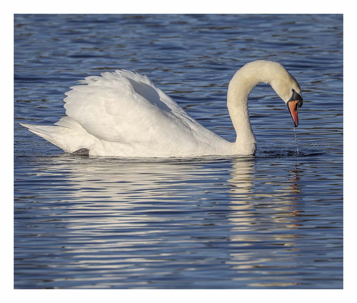 Mute Swan