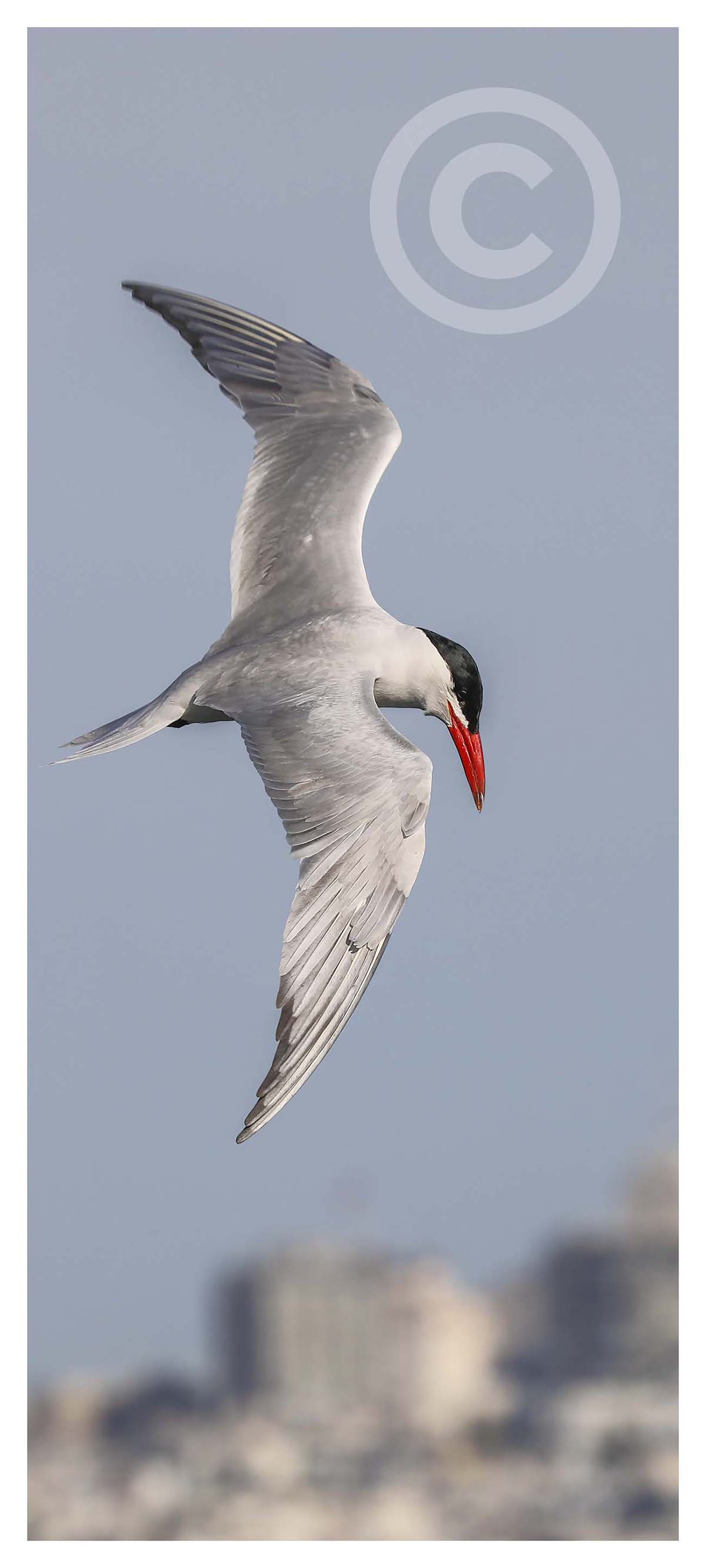 Common Tern