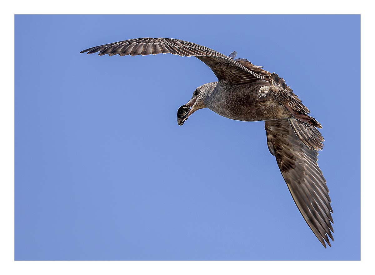 Gull