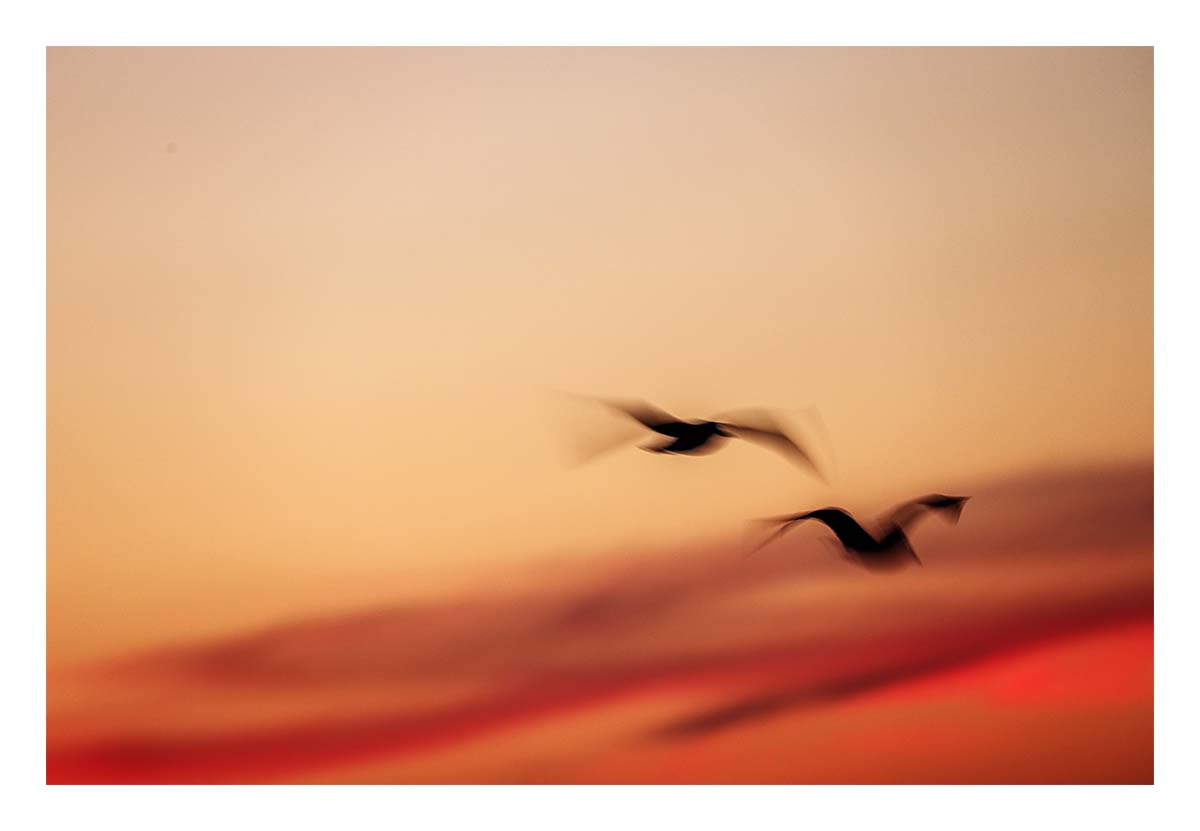 Gulls I