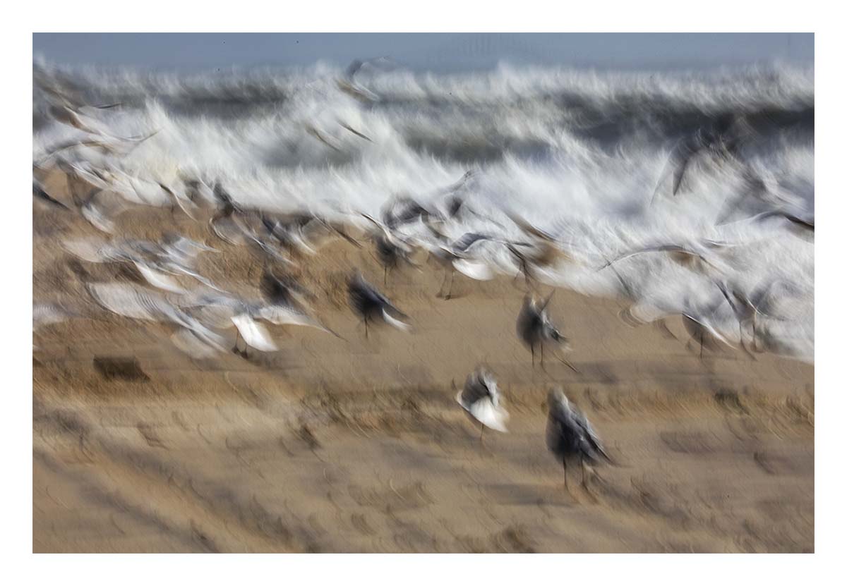 Gulls II