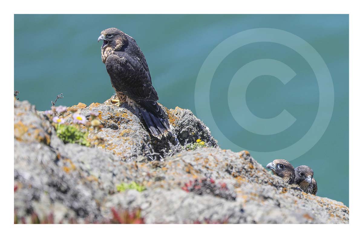 Peregrine Falcon