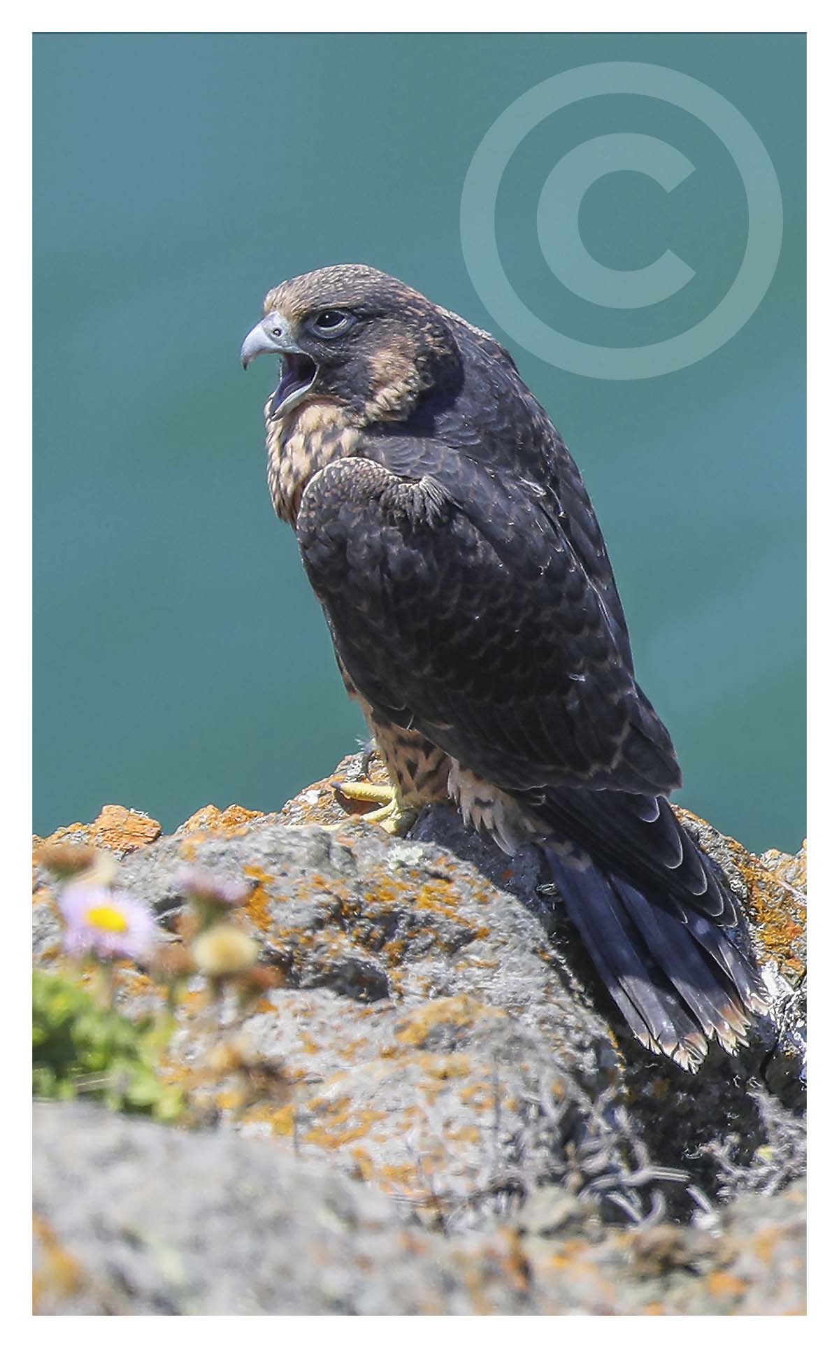 Peregrine Falcon