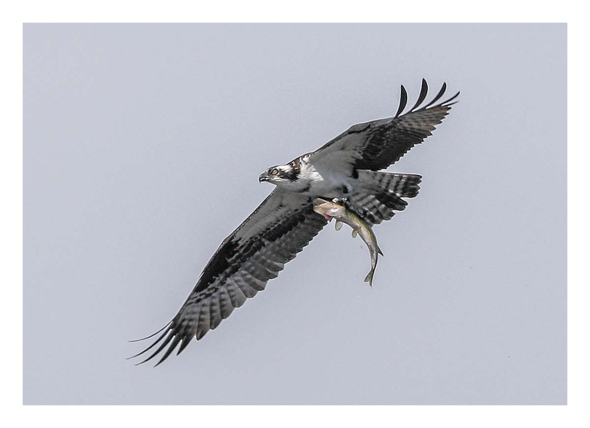Osprey