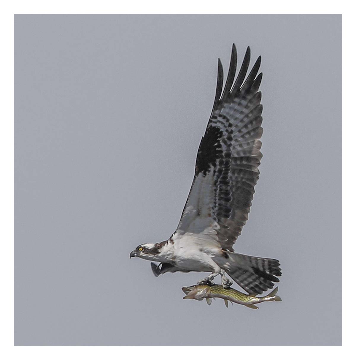 Osprey