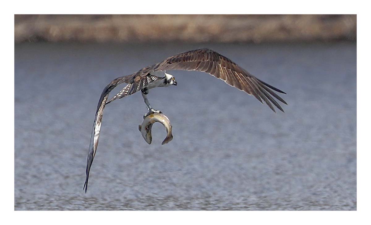 Osprey