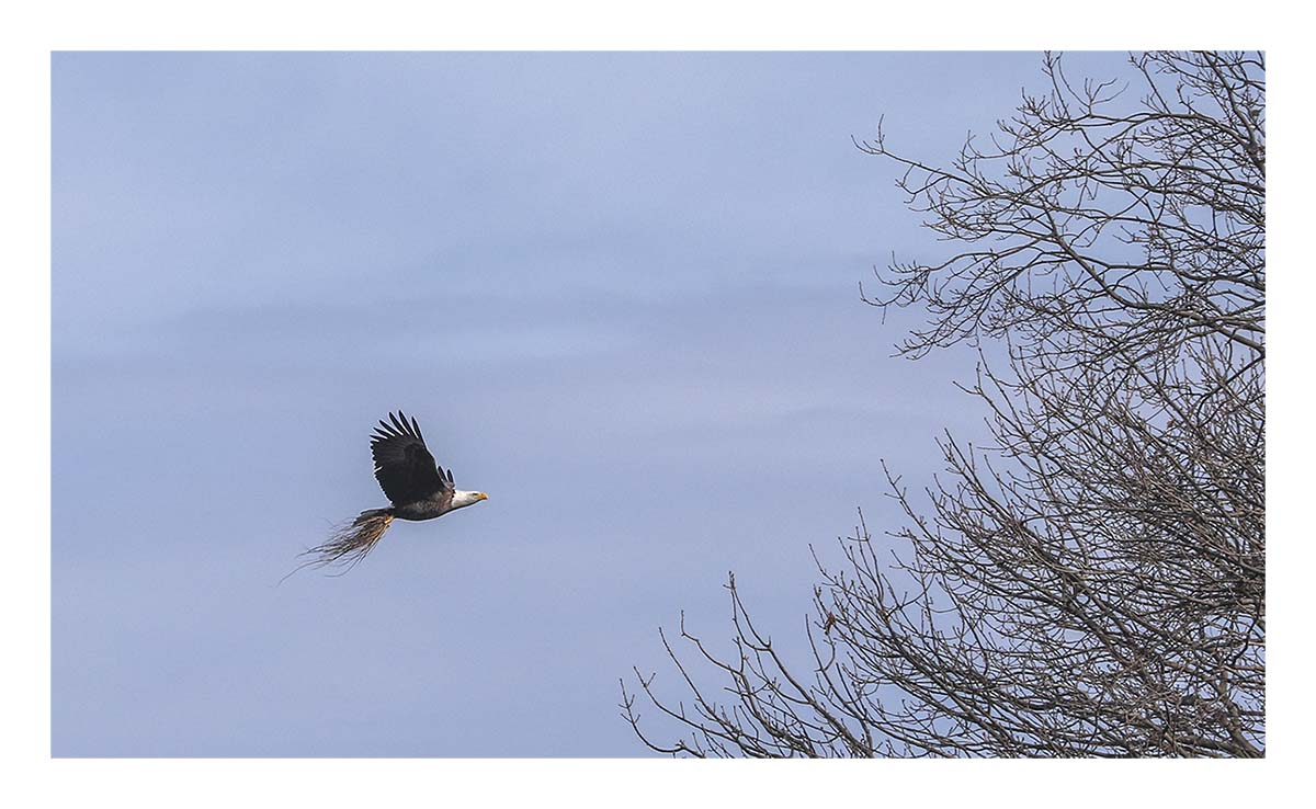 Bald Eagle