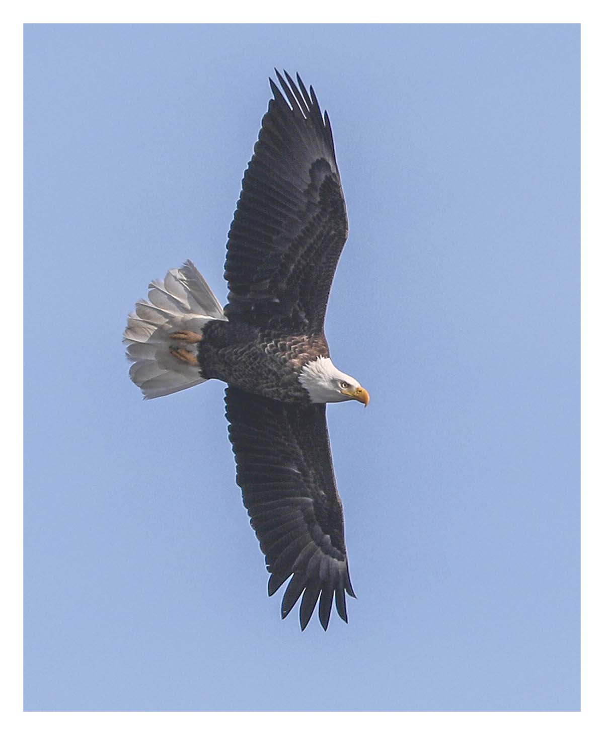 Bald Eagle