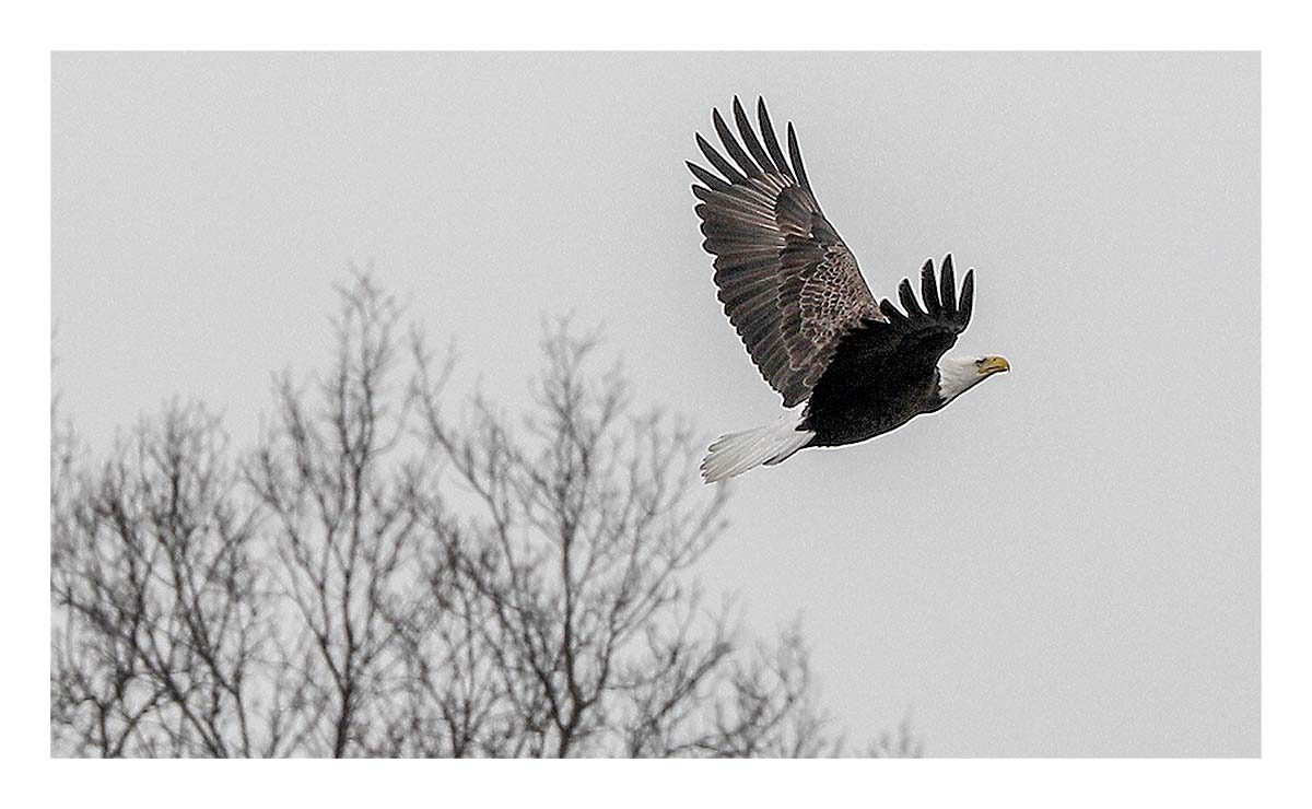 Bald Eagle