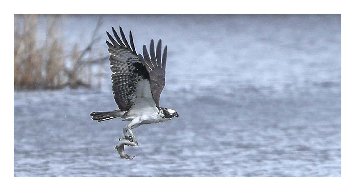 Osprey