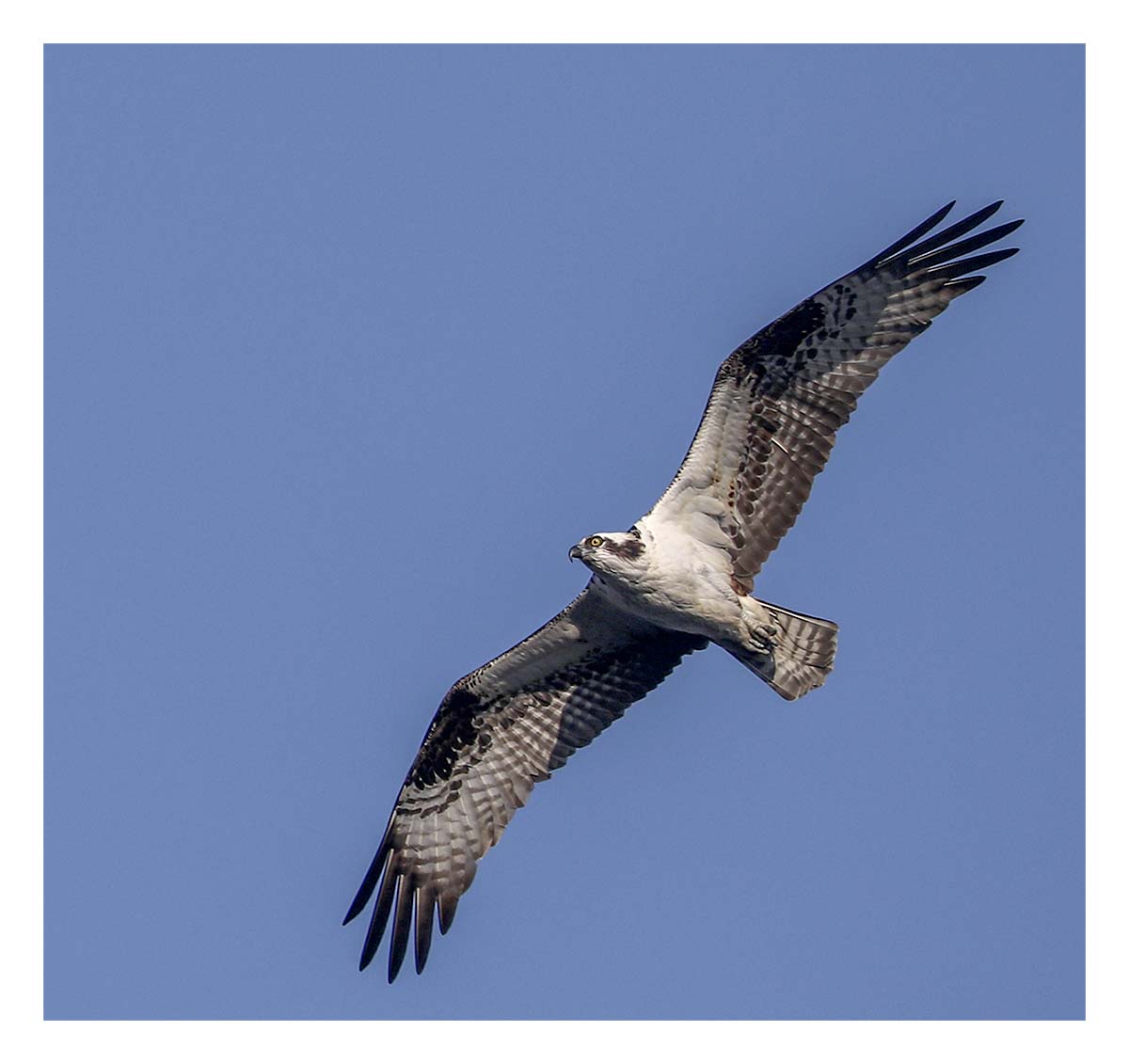Osprey