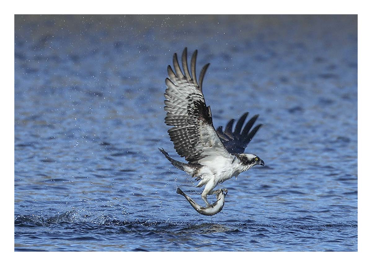 Osprey