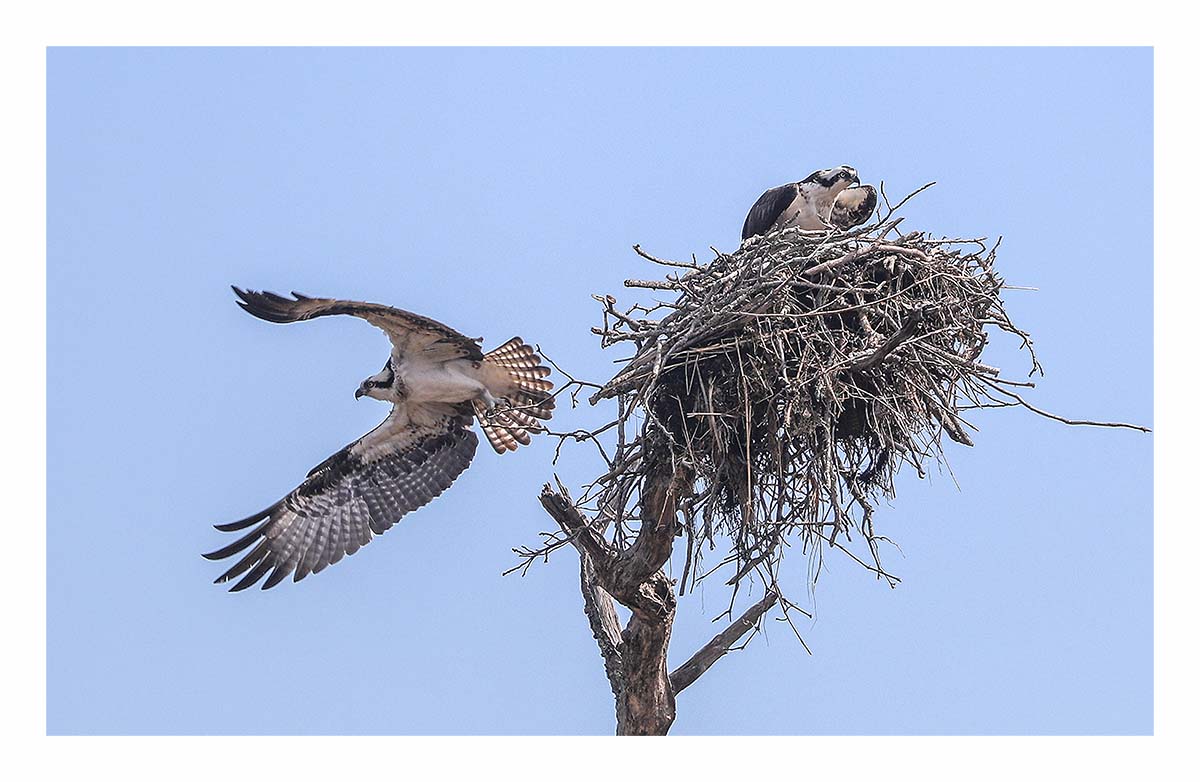 Osprey