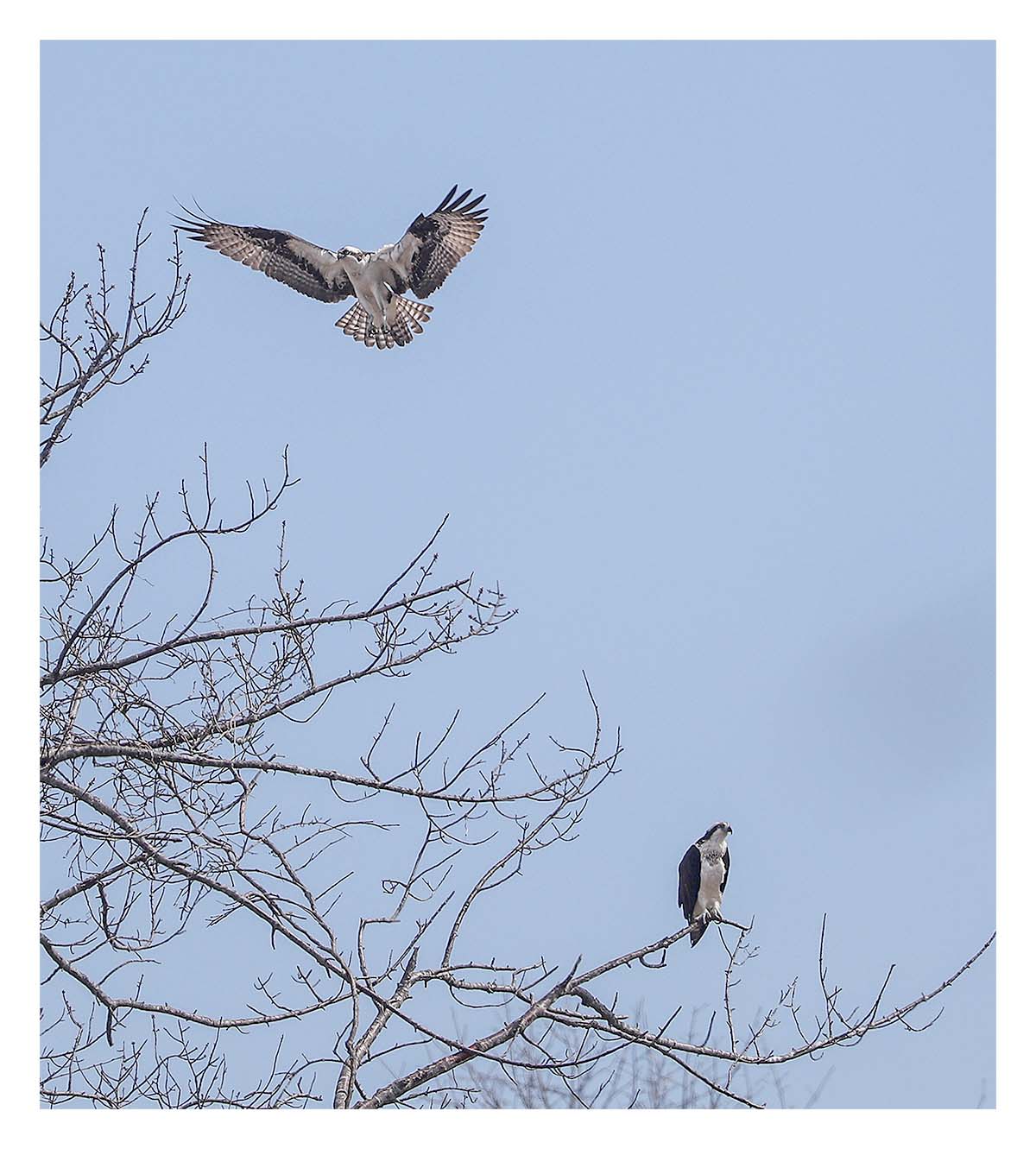 Osprey