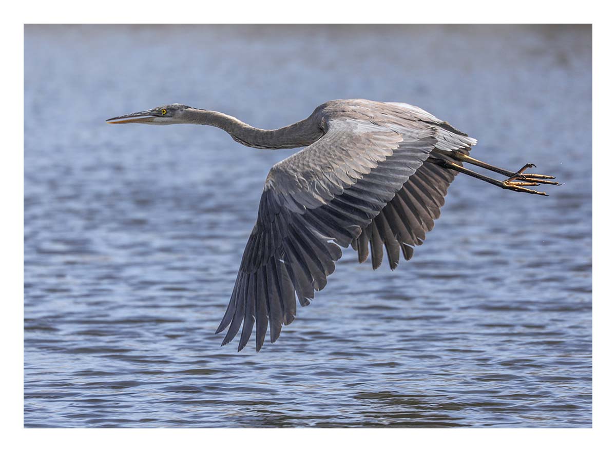 Heron