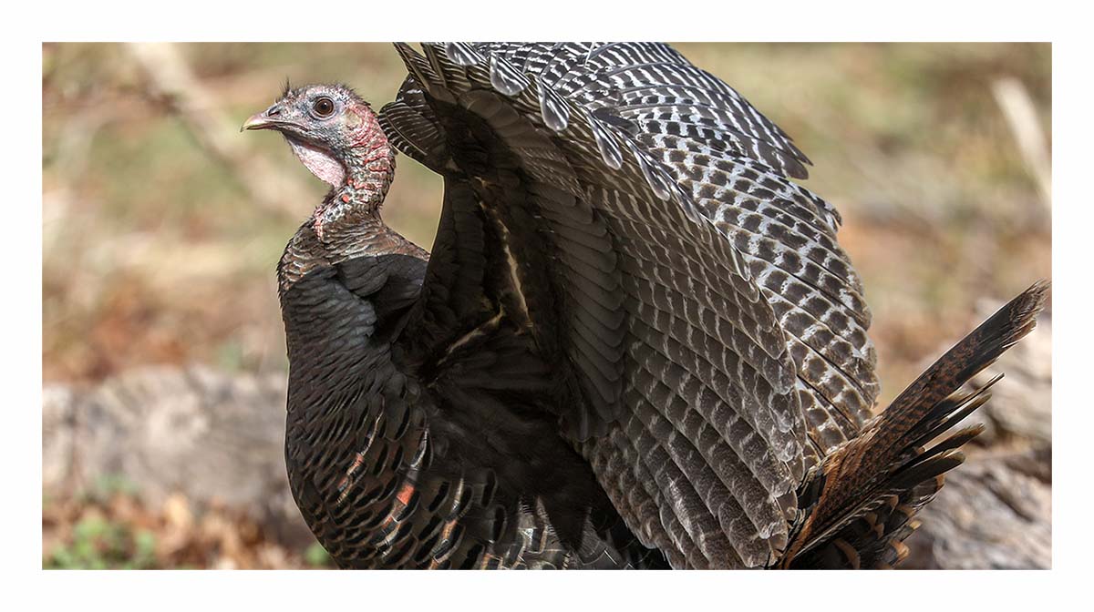 Wild Turkey