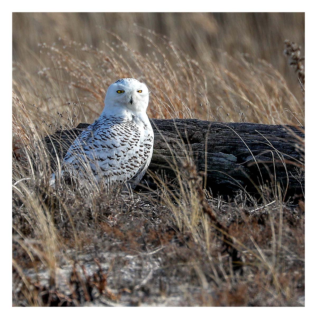 Snowy Owl