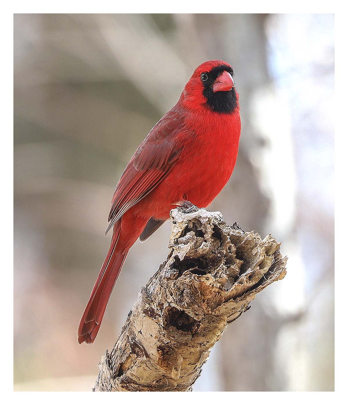 Male Cardinal
