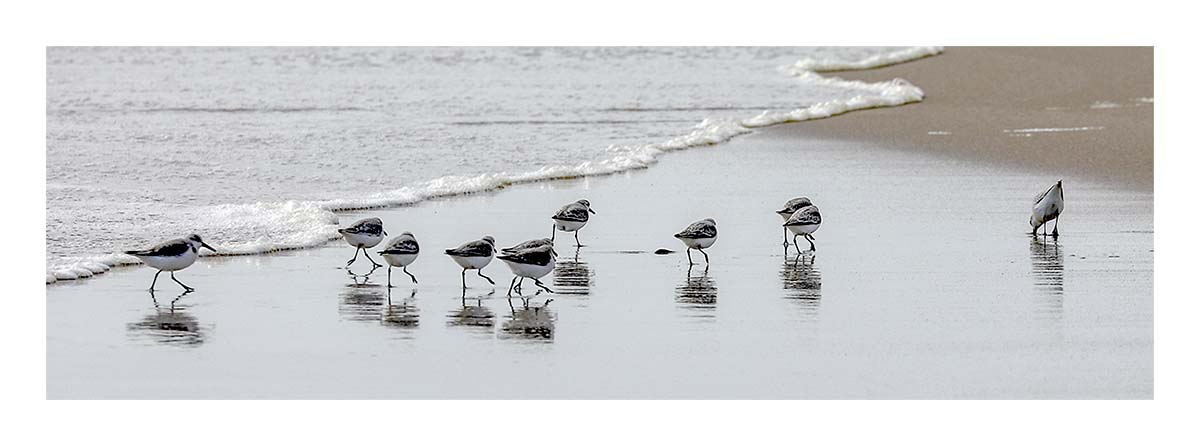 Sandpipers