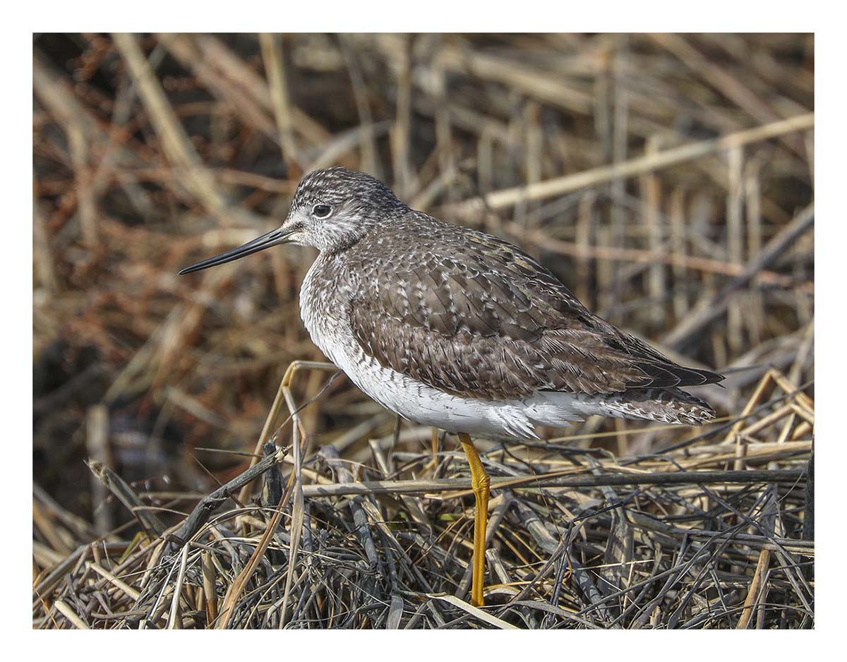 Yellowlegs