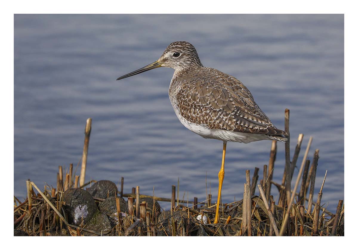 Yellowlegs