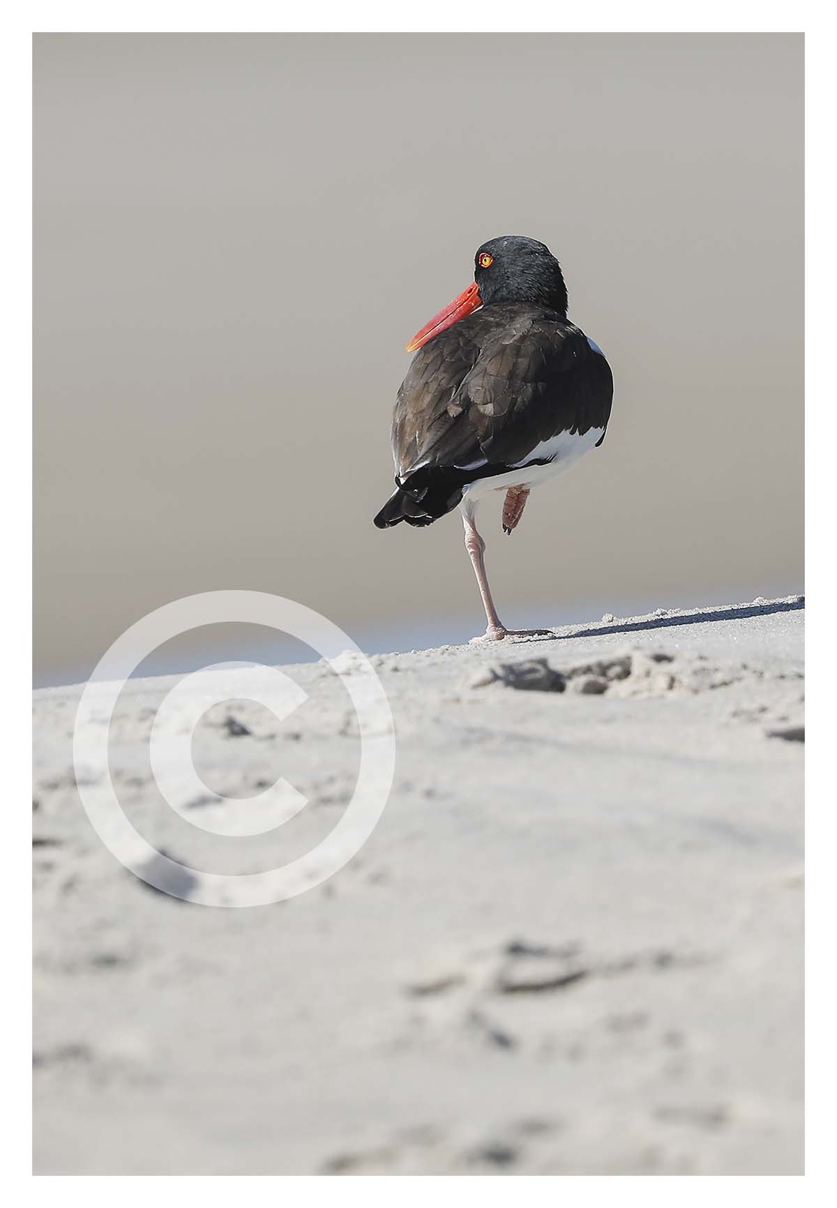 Oystercatchers