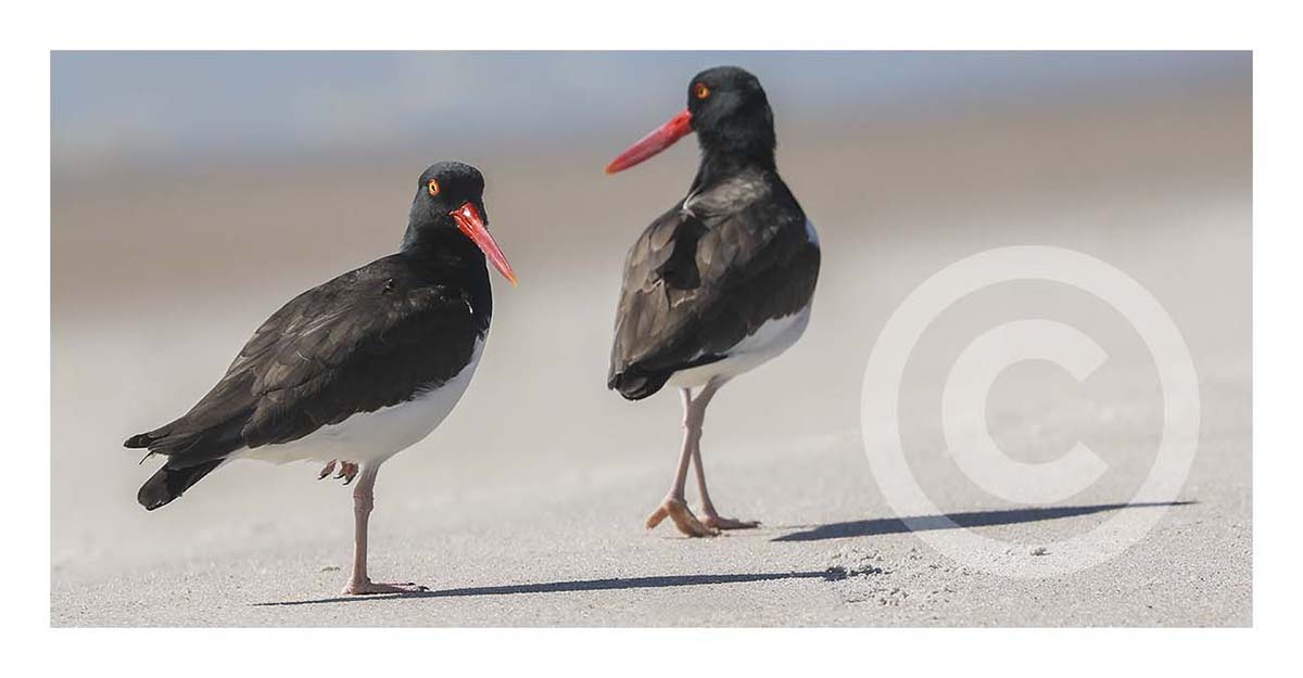 Oystercatchers