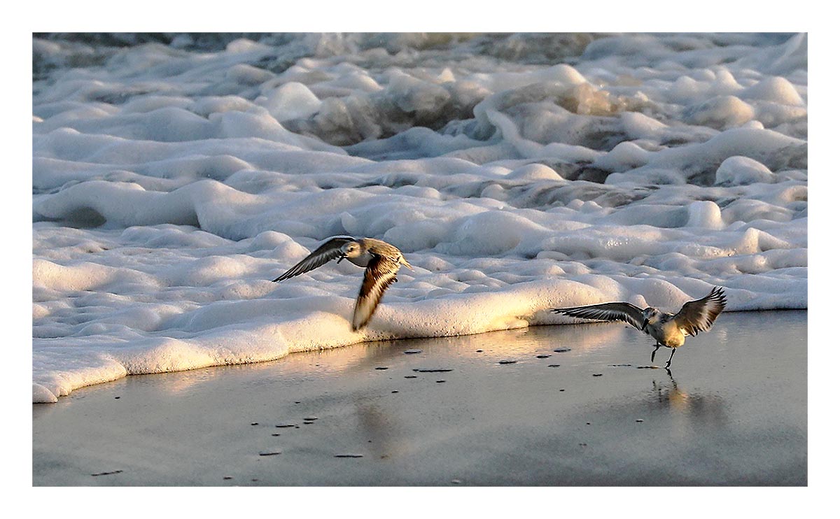 Sandpipers