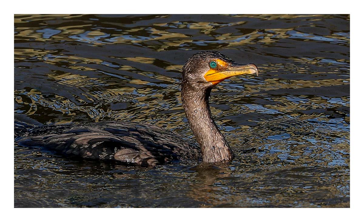 Great Cormorant