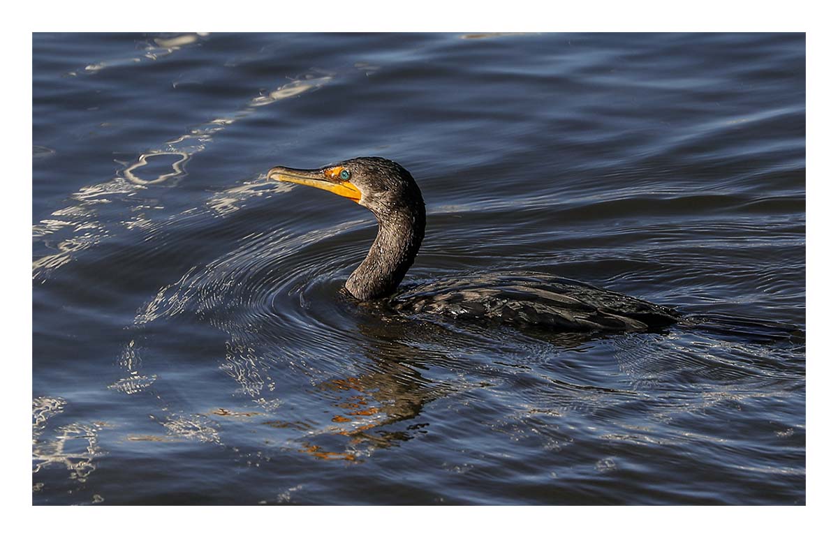 Great Cormorant