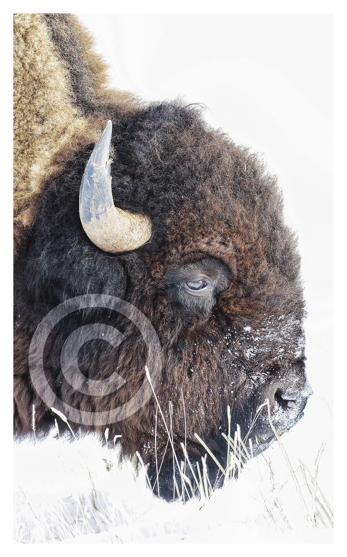 Bison