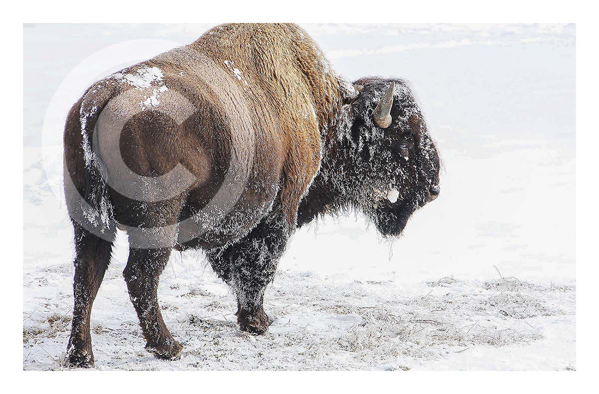 Bison