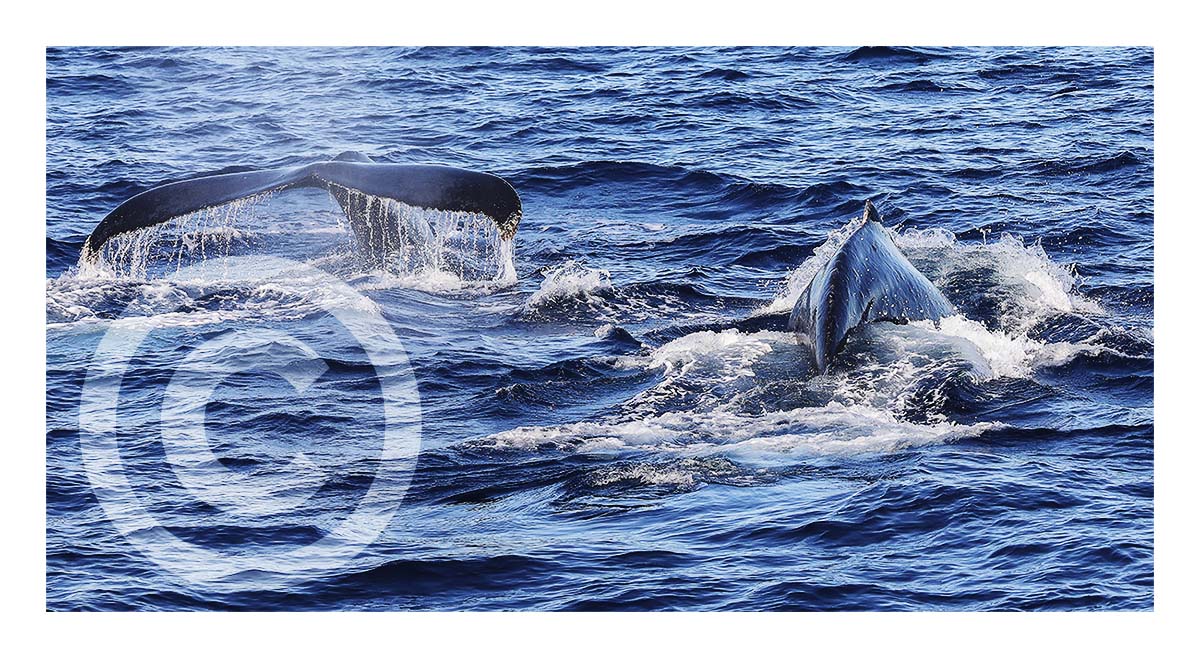 Humpback