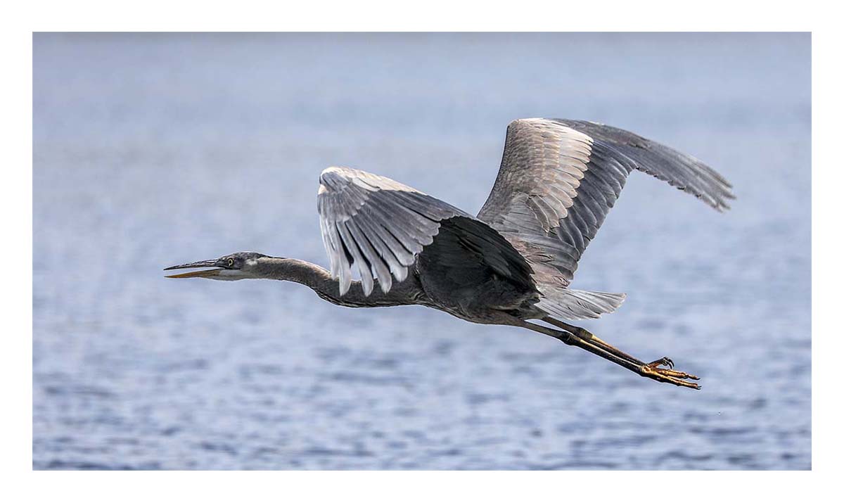 Heron