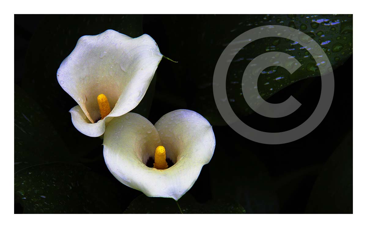 Calla Lily
