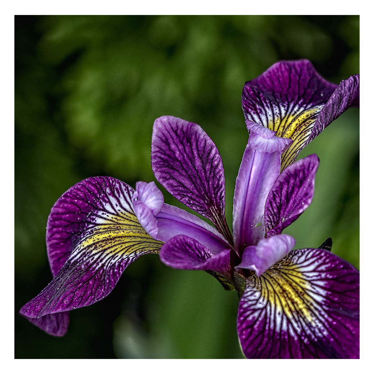 Iris