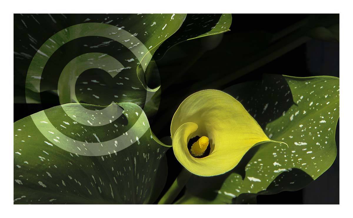 Calla Lily