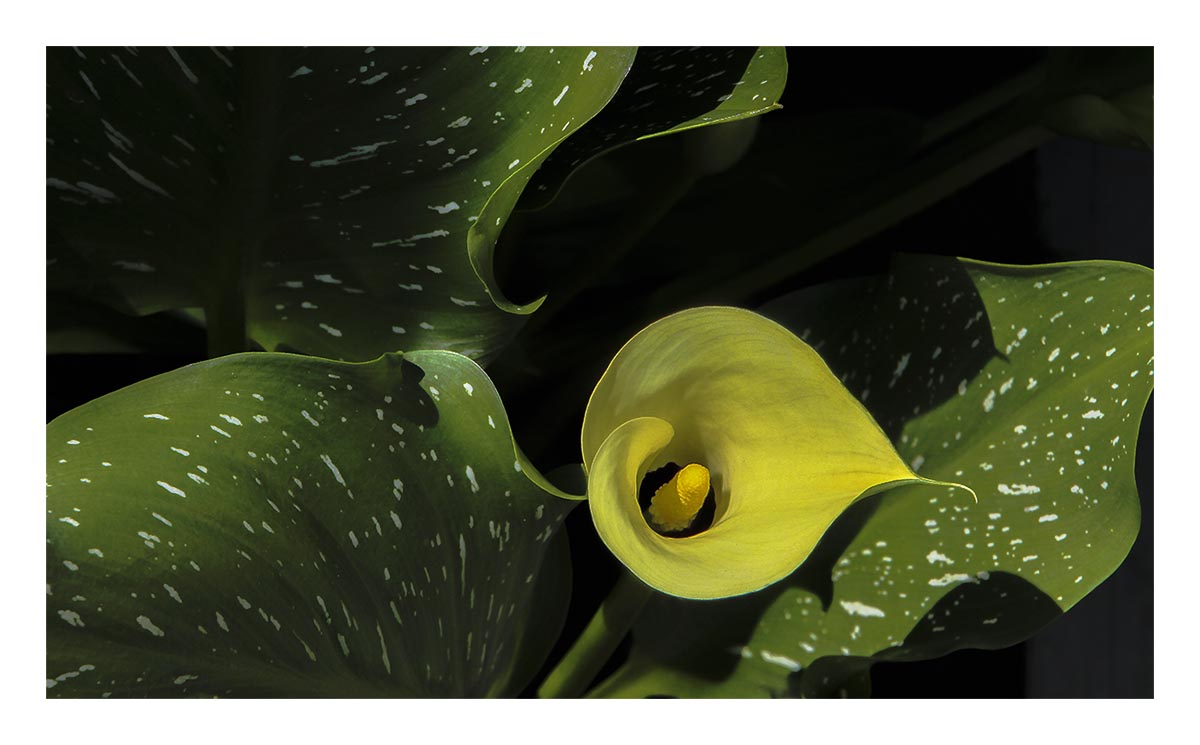 Calla Lily